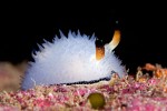 These Nudibranchs are often found very deep.