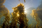 The Giant kelp grows along California's coastline like it grows nowhere else in the world.  Its golden color casts a beautiful hue in the cool Southern California waters.