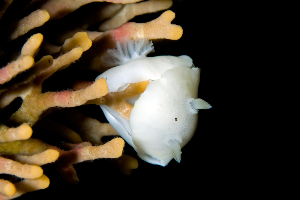 Clinging to the hydrocoral in a deep Monterey underwater canyon.