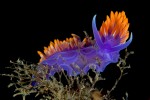 One of the most common SoCal Nudibranchs.