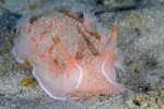 These giant pink Nudis bury themselves in the sand, feeding on pink sea pens. 