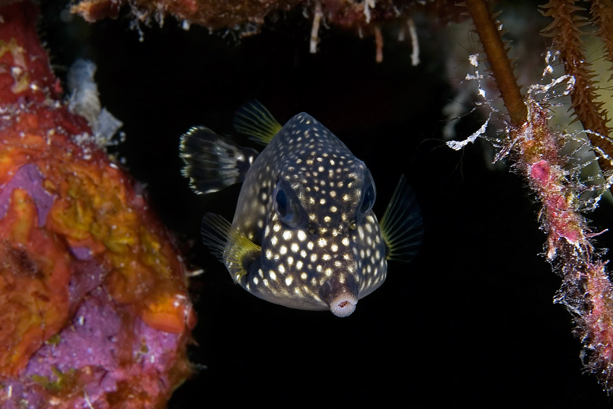 This Smooth Trunkfish is in the 'teen' phase, between the cute juvenile and slow adult phase.  