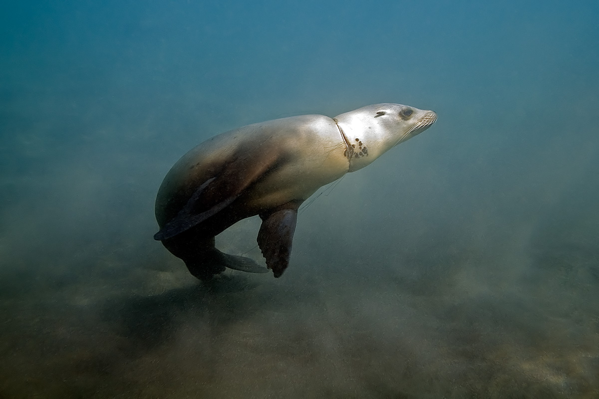 Monofiliment leaves its mark on a sea lion, catching sea grass and kelp as it cuts and scars the animal for years.