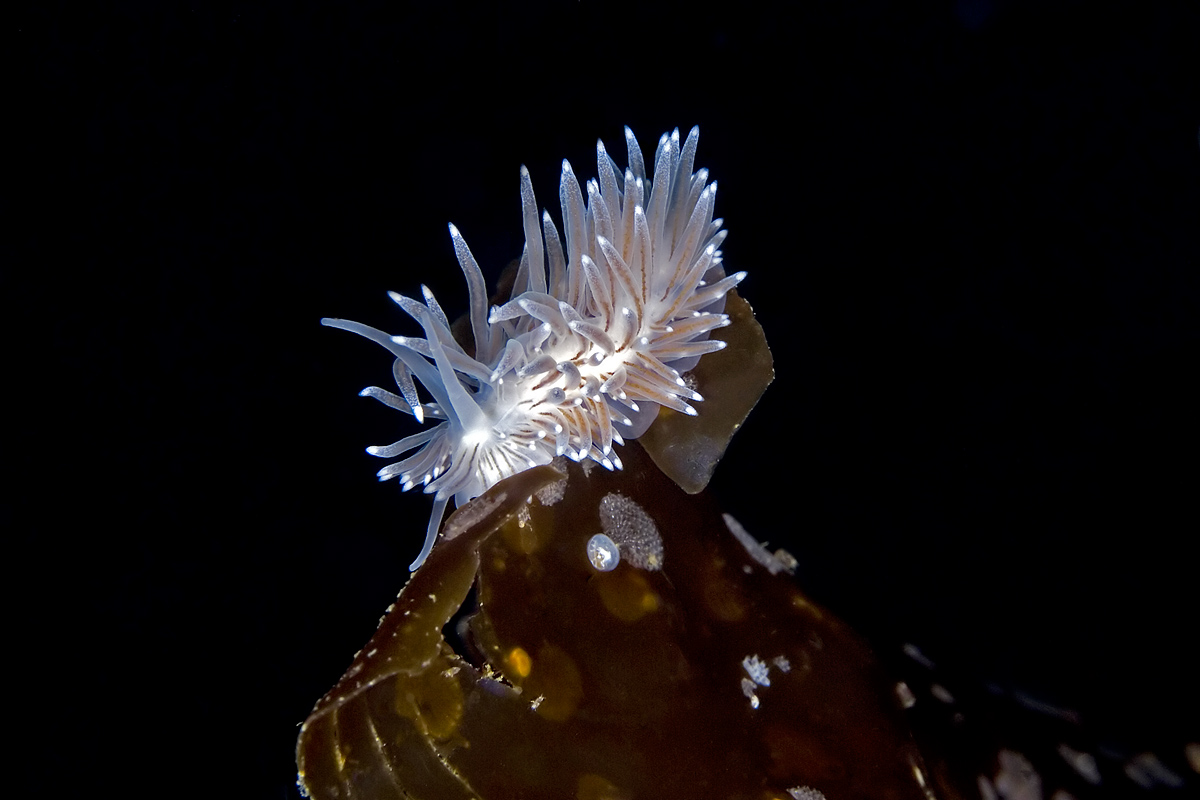 This Nudibranch was poised on the edge of a Giant Kelp frond.  