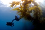 The kelp on this part of Catalina is thick and lush.  Full of life as we silently glide by.