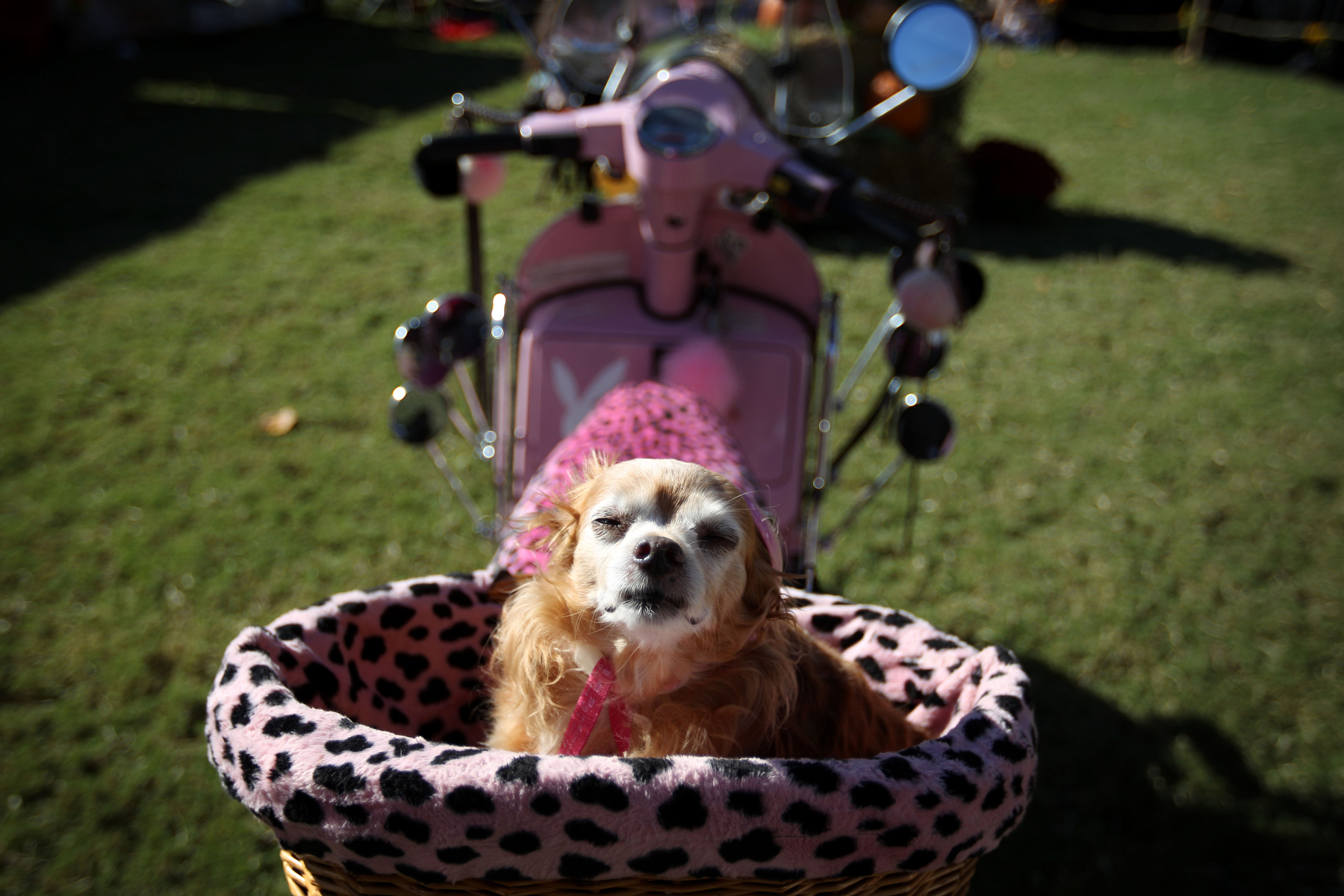 November 8, 2015 - Mozart the chihuahua sits in the basket of a Vespa scooter after competing in a lip synching contest with owner Pam Mackey during the 12th annual Harbor Town dog show. Pets and their owners competed in a variety of events including least obedient, most glamorous, best rescue dog, best costume, tail wagging, best trick and best float along with silent auctions with all proceeds from the event benefitting the Humane Society of Memphis and Shelby County. (Mike Brown/The Commercial Appeal)