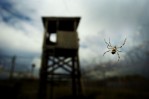 A spider sits in its web near a dilapidated guard tower overlooking Camp X-Ray on the United States Naval Station in Guantanamo Bay, Cuba. In 2002 Camp X-Ray was used to house detainees captured on the battle fields of Afghanistan, but was closed in November 2002 after only four months of use once construction on Camp Delta was completed. (© Mike Brown)