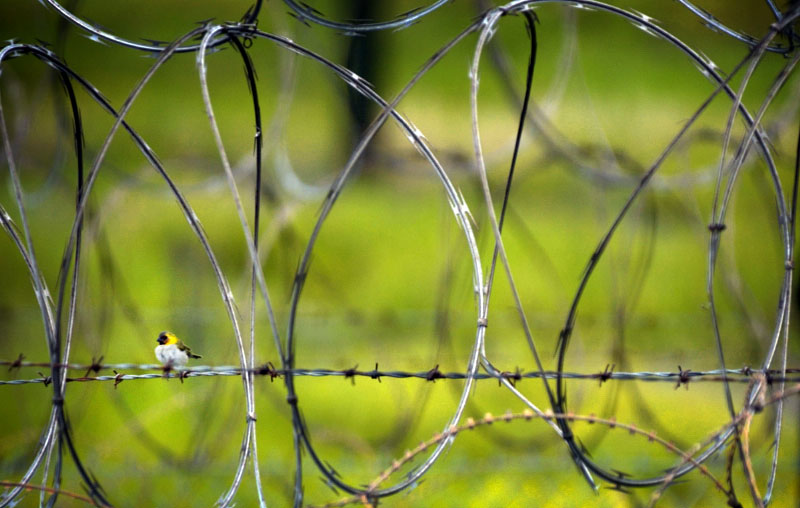 A Cuban Grassquit sits on the barbed wire surrounding the perimeter of Camp X-Ray on the United States Naval Station in Guantanamo Bay, Cuba.(© Mike Brown)