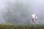 September 21, 2011 - A horse strolls through its pasture as a heavy fog settles over the Memphis area early Wednesday morning. (Mike Brown/The Commercial Appeal) 