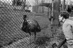 Emu, National Zoo, Washington, DC