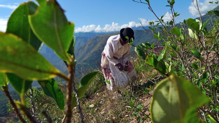 A 71-year old Afro-Bolivian woman, wearing a bowler hat, is framed in the center of a field of coca leaves, which she is picking. 