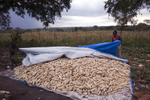 A nine-year old boy runs forward while gripping a tarp as his 42-year old mother holds the other end; they are covering a large collection of maize - rain clouds are visible in the background.