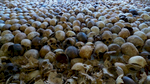 Hundreds of skulls are displayed on the floor inside a dark room.
