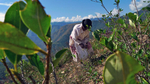 An elderly Afro-Bolivian woman with a small sack tied around her waist picks coca leaves.