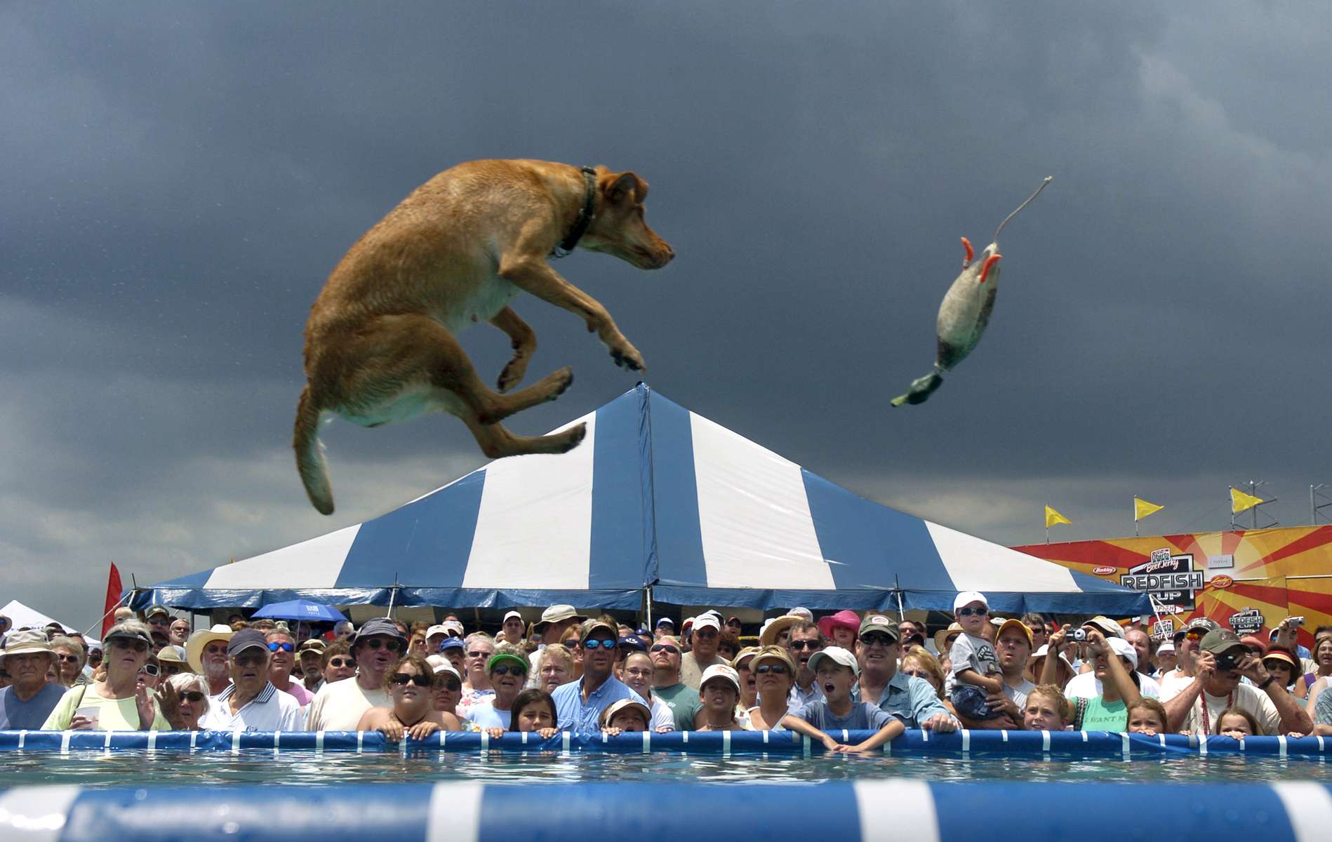 Bailey, a 4-year-old yellow lab, leaps after a rubber duck thrown by April Schortz during the Splash Dogs competion in Laishley Park Sunday, May 6, 2007. Bailey's jump was 17 feet and 1 inch. 