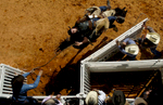 Rider Ryan Stutes of Sulphur, LA, hangs on to bronco Savage Nation during the bareback competition at the 80th Annual Arcadia All-Florida Championship Rodeo.