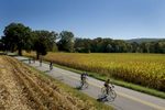GREEN TWP., NJ    USA  (09/27/2014)   Cyclists ride between corn fields on Maple Lane in Green Twp., NJ. Participants of The Tour de Farm, a {quote}cycling and culinary experience{quote}  bicycle and partake in food sampling throughout a 35 mile ride Saturday morning, September 27, 2014. The riders, estimated from 300-350 for the {quote}Weekend Warrior{quote} ride, bicycle from farm to farm sampling local foods, culminating in a celebration dinner  near the apple orchards at the Race Farm.  A large buffet style dinner, hosted by well know chefs from NJ and NYC completes the day.  Live music, local wine and Oysters from Barnegat Bay complement the afternoon's dinner celebration.    Matt Rainey for The New York Times