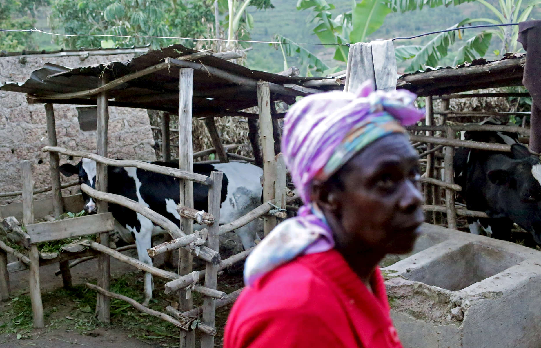Mwiseneza Winfrid, 62, traverses her yard, where she raises cows, pigs and goats, on November 15, 2017 in the Rulindo District, Rwanda. Winfrid has been a recipient of a biogas digester by a government-financed private company, and says she wishes everybody had access to biogas - not only to drastically reduce cooking time that is otherwise much lengthier when using wood, but also to reduce damage to the environment. She uses the poo discarded from the digester as soil fertilizer. Nearly half of all Rwandans live in poverty, relying on small-scale farming for survival without gas or electricity. With so many women and children spending hours of the day foraging for wood used for cooking and light, often damaging their eyes, lungs, the forests and atmosphere, a little inventiveness helps. Enter cow and enter pig -- not just as a source of food, but also the heat needed to cook it. Or more specifically, their poo -- the fuel fed to a biogas digester, a tank that converts organic waste into methane. 