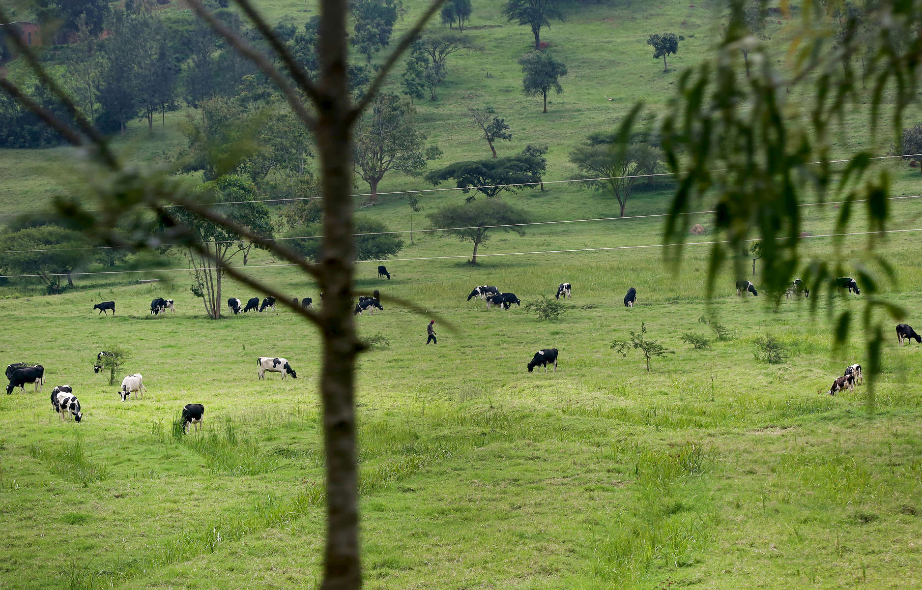 Cows seen out on pasture on November 18, 2017 in Kigali, Rwanda. Nearly half of all Rwandans live in poverty, relying on small-scale farming for survival without gas or electricity. With so many women and children spending hours of the day foraging for wood used for cooking and light, often damaging their eyes, lungs, the forests and atmosphere, a little inventiveness helps. Enter cow and enter pig -- not just as a source of food, but also the heat needed to cook it. Or more specifically, their poo -- the fuel fed to a biogas digester, a tank that converts organic waste into methane. 