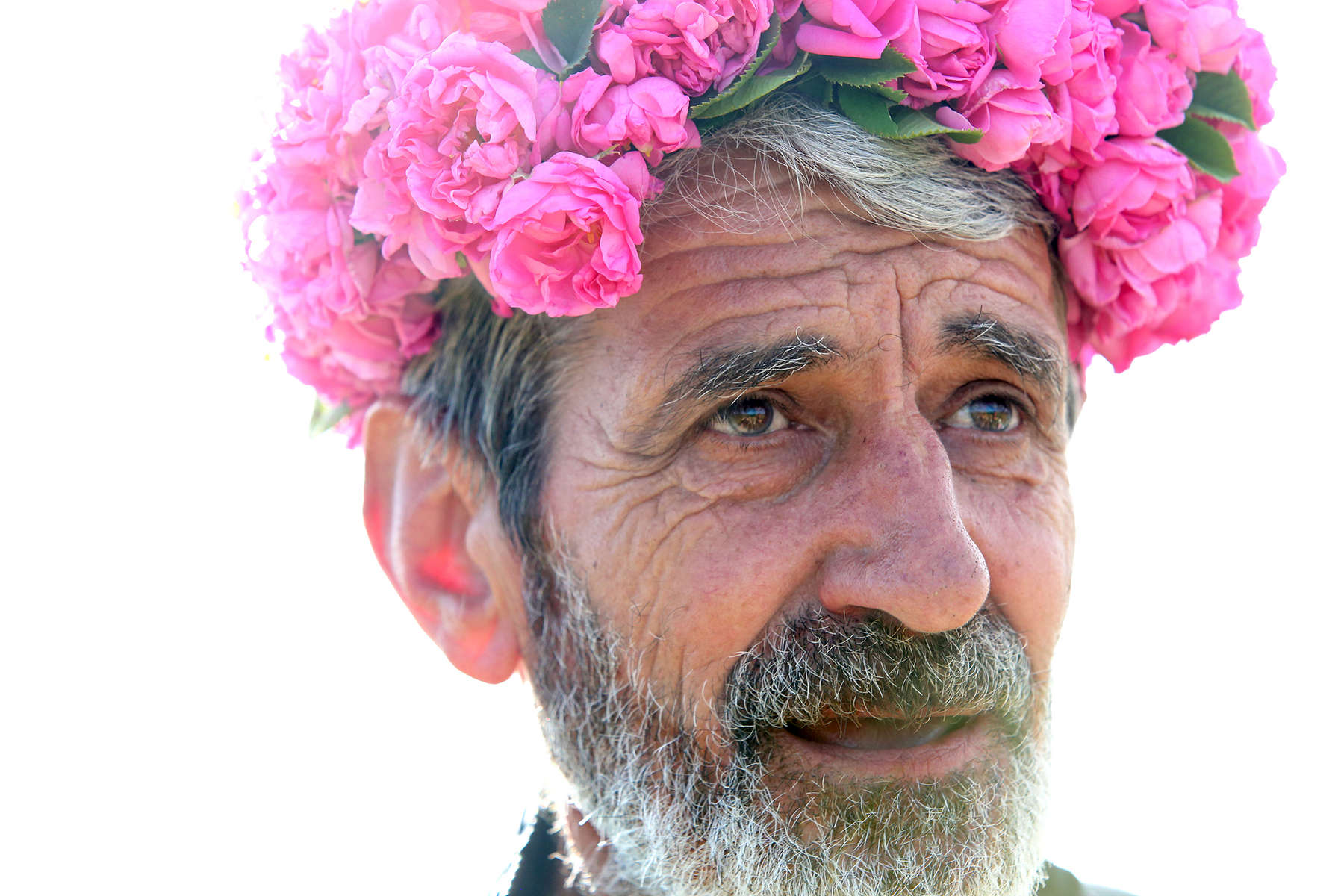 Yonko Yonkov, 65, wears a rose garland he makes for guests to the garden while picking roses in his rose gardens in Osetenovo, Bulgaria on May 29, 2018. He says rose-picking usually starts at sunrise and wraps up before noon. The rose flower is very sensitive, and its oil resides in the top layers of the flower, so it evaporates easily with rising temperatures. Cold dew drops in the morning hinder the evaporation of oil, and the moist air preserves the plant’s moisture, turgor and oil content, which is why farmers usually pick the flowers so early.Photo by: Yana Paskova for National Geographic Traveler