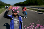 Rose producers from Kazanlak and surrounding towns and villages in Bulgaria's Rose Valley, stage a protest against the low purchase prices of rose flowers, on the road between Stara Zagora and Kazanlak on May 22, 2018. Producers say this year's rose purchase price has fallen from 3 to 5 leva BGN (currently about $1.80 to $3 USD) per kilogram in previous seasons, to just 2 leva BGN (currently about $1.20 USD) per kilogram - half of which they use to pay their rose-pickers, and use much of the rest for costs related to cultivating roses. Rose distilleries have refused to buy some of the producers' rose yield due to what they say is an inability to process any extra in an over-saturated market, with more and more rose gardens popping up each year. Some rose producers say they suspect the distilleries have instead colluded to lower the purchase prices of roses across the valley, and say they'd like the government to regulate the entire chain between producers and processors, setting a contractual minimum purchase price via a Rose Act. Bulgaria‚Äôs Minister of Agriculture, Rumen Porozhanov, has announced he is indeed considering a law on oil-bearing roses - and perhaps other essential oil crops, like lavender.Photo by: Yana Paskova for National Geographic Traveler