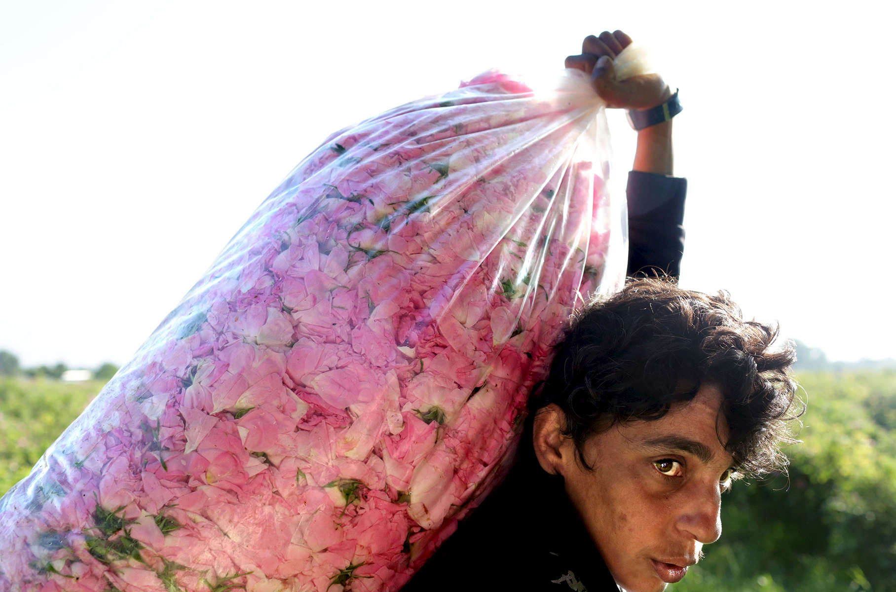 Stefka Todorova, 35, carries roses to be weighed in the rose garden of married couple Tihomir Tachev, 38, and Aleksandrina Aleksandrova, 38, in Buzovgrad, Bulgaria on May 23, 2018. This year, the two joined rose producers across Bulgaria's Rose Valley, dumping out entire bags of flowers on Bulgaria’s highways in protest against the low purchase prices by distilleries that process them into rose oil, the price of which has stayed relatively high. Rose flower prices, however, have fallen from 3 to 5 BGN leva (about $1.80 to $3 USD) per kilogram in previous seasons, to about 2-2.5 leva BGN (about $1.20-$1.50 USD) per kilogram this year - half of which rose producers say they use to pay their rose-pickers, and much of the rest for costs related to cultivating roses. Distilleries describe an over-saturated market, with more rose gardens popping up each year, which means some distilleries reject what surpasses their capacity. Through the farmers’ whisper networks runs a suspicion that distilleries have instead colluded to lower the purchase price of roses. Many say they'd like the government to regulate the entire chain between producers and processors - and even, set a contractual minimum purchase price. There is indeed a special rose subsidy in the works that the Minister of Agriculture, Rumen Porozhanov, plans to propose to the European Commission as early as next year. But a market economy, which is what Bulgaria’s has been for nearly 30 years since the fall of Communism in 1989, is ruled not by the government but instead by supply and demand. Tihomir Tonchev, from the communications department of The Ministry of Agriculture, Food and Forestry, says it’s simple math: the yield from rose gardens increased because the number of harvested gardens did as well, drastically dropping their product’s purchase value. Tachev says, {quote}There's beauty in Bulgaria, there's nature, but there is no country to back you up. It's only during elections that politicians care