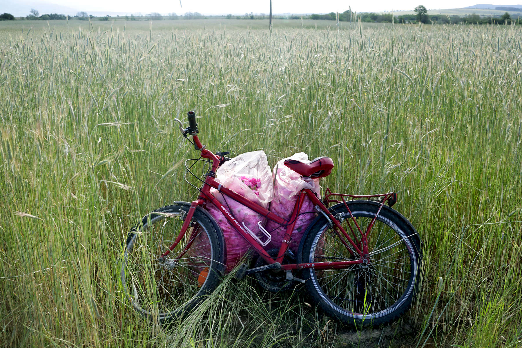 A bike and a bag of roses, in a field of wheat across from rose gardens in Osetenovo, Bulgaria on May 29, 2018.The most common oil-bearing rose of Bulgaria's Rose Valley is the pink-petaled Rosa Damascena Mill. Scientists unofficially call its local population Rosa Kazanlika, in honor of its breeding ground, Kazanlak - a town regarded as the heart of the valley. Kazanlak boasts a Rose Festival with traditional rose-picking and distillation in the mountains, folk dances, roses ensconced in cakes, soaps, jewelry, wine and rakia (a regional 80-90 proof fruit brandy,) and even a parade in honor of its very own Rose Queen, picked from a pool of high school graduates. The birth place of Rosa Damascena is unclear, but many accounts trace it to Damascus, Syria’s capital (hence, some say, the name,) yet others to Ancient Persia in Iran - and Bulgaria’s local rose population, to a Turkish merchant in the 17th century. Since Rosa Damascena no longer grows in the wild on its own, it must be cultivated. The sloping valley stretches for about 140 kilometers across a narrow interval between the Balkan mountain range (otherwise named Stara Planina, or Old Mountain in Bulgarian,) and Sredna Gora (Midland Forest) mountain. Once also known for making pistols, ammunition and automatic weapons under Communism, it is now simply famous as the source of an oil likened to “liquid gold.” Rose oil is thus nicknamed for a reason - it takes an average of 3.5 tons of roses to produce just one kilogram of rose oil, with that kilogram valued between 6,000 and 12,000 euros. Roses like sandy, permeable, clay-free soil, and a clear, sunny climate with mild winters and enough atmospheric humidity during the spring and their summertime flowering period. These are just the conditions found in The Rose Valley - the mountain ranges and two rivers, its shield against atmospheric volatility. In the Valley, it is usually sunny but cool before noon, with hotter, sometimes rainy afternoons. These temperature amplitudes during the flowering period provoke the production of rose oil, which is formed as a defense reaction of the plant. The rose flower is very sensitive, and its oil resides in the top layers of the flower, so it evaporates easily with rising temperatures. Cold dew drops in the morning hinder the evaporation of oil, and the moist air preserves the plant’s moisture, turgor and oil content, which is why farmers usually pick the flowers between sunrise and 11:00 a.m.Photo by: Yana Paskova for National Geographic Traveler
