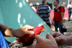 A chicken's beak is tied shut to prevent premature pecking before a cock-fighting event at a sports arena on April 18, 2015 in Managua, Cuba. Cock-fighting in Cuba is in the gray area of legal - state-run events such as this (non-private) functions are permitted, but not monetary betting. This is in part due to lingering bitterness over the control U.S. mafia used to exercise over casinos and prostitution in pre-revolutionary Cuba, the income from which allowed crime lords a certain level of interference in the country's political matters. 