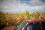 A car passes a sugar field in Barbados on Saturday, April 10, 2010. (For The New York Times)