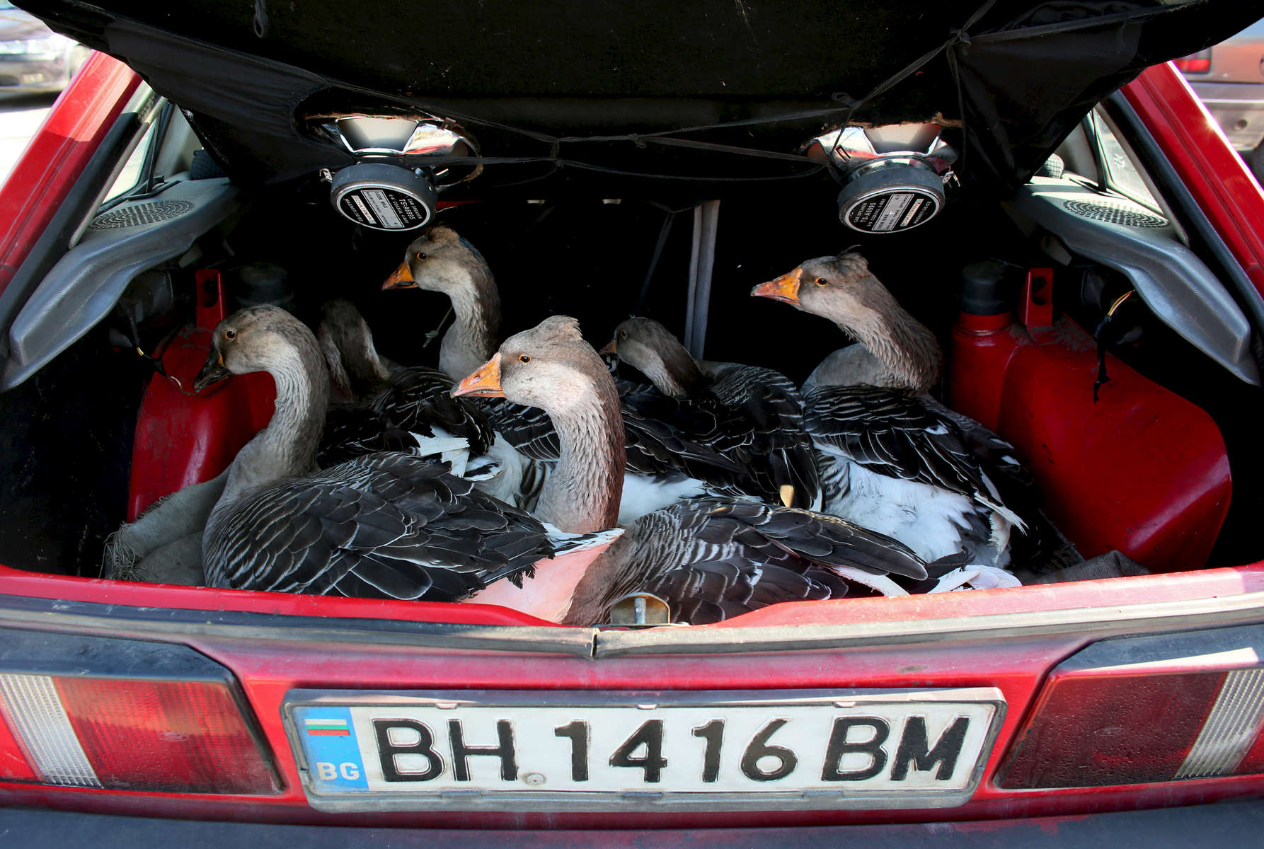 A woman sells geese from the trunk of her car, at an outdoor market in Vidin, Bulgaria on October 18th, 2014. Many Bulgarians sell personal belongings, fruit and vegetables grown at home, or resell goods as a supplement to their primary earnings. Bulgaria is still one of the poorest, most corrupt nations in the European Union, its post-1989 hopes wilted by political instability, high crime rates and skyrocketing inflation. While Bulgarians can now freely vote and protest without much threat to their freedom, their new oppressor is corruption - which is at a 15 year high, across political and civil sectors alike. Despite what democracy has changed in Bulgaria, the daily struggles of its populace remain largely untouched, trapped in a post-communist time capsule.