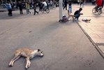A dog naps in Macedonia Square in Skopje, Macedonia on Sunday, September 05, 2010.  (For The New York Times)