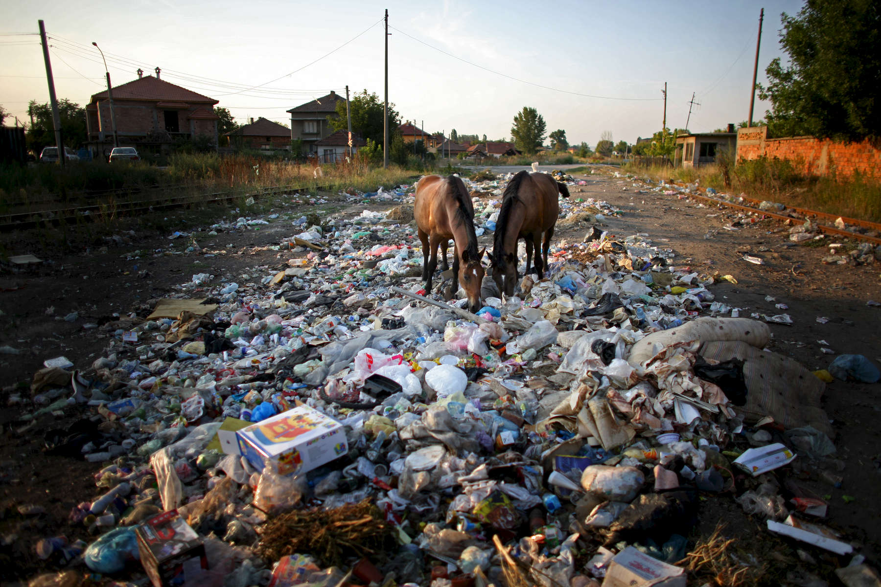 Horses seek out food in a heap of garbage surrounding a Roma village in Northwest Bulgaria in September 2008.