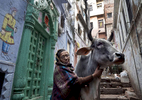 Meena Devi, 78, a widow, pets a cow outside of Rak Kuti ashram in Varanasi, India on January 07, 2019. Meena is originally from Nepal, and has lived in the ashram for the past 25 years. Before that, she lived in the same building as Sita Devi, 52, and her mother-in-law, Goma Devi, 96, who now also occupy this ashram. Meena is a child widow. {quote}Maybe I was cursed and I would have been forbidden to attend any functions because my husband died at a young age,{quote} she says. So with the help of relatives she moved here to live among other widows. She didn't want to marry again after her husband's death.