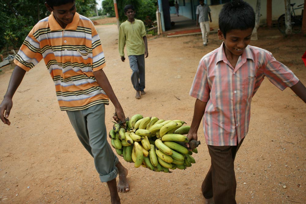 To save as much money as possible, Morning Star grows all of its own fruits and vegetables, including the bananas that Antony, left and Ajith carry in for snack time.