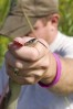 Staff wildlife biologists measuring a common garter snake during his surveys in the forest preserve sites.  
