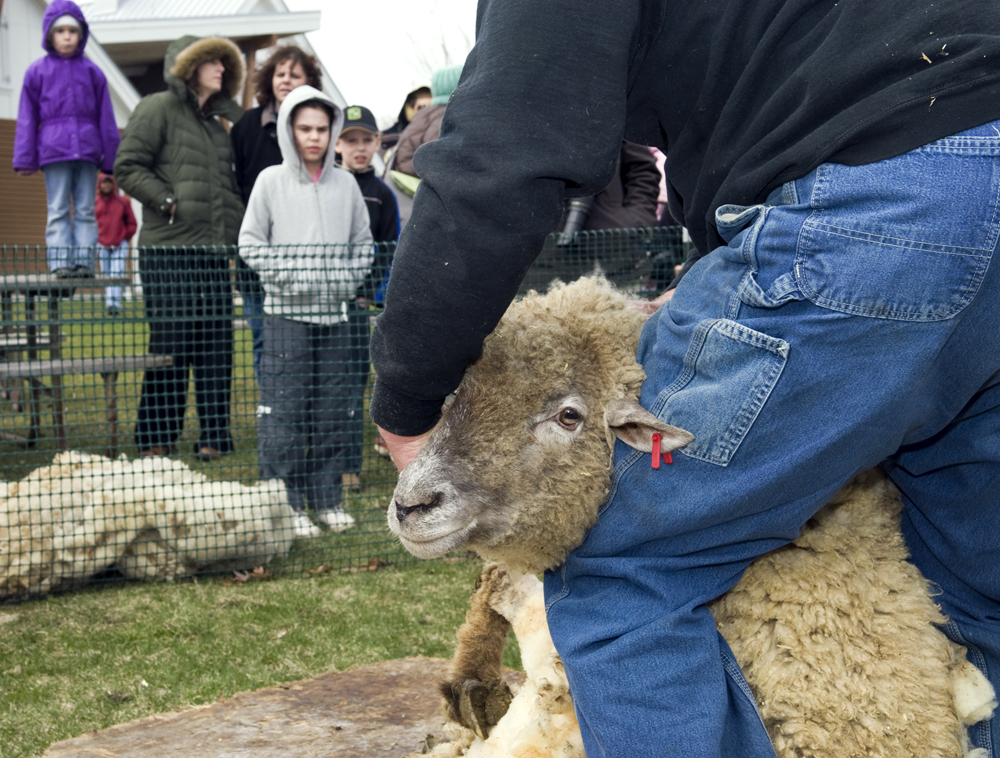 The annual spring celebration and sheep shearing demonstration.