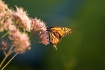 Monarch butterfly feeding on Sweet Joe Pye weed, a native prairie plant