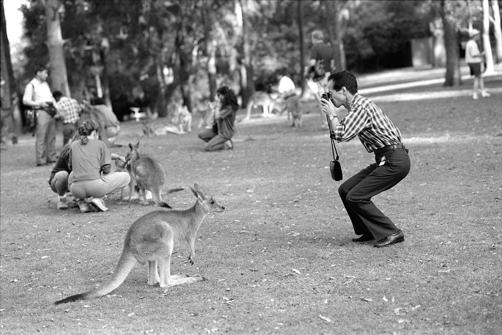 Kangaroo petting park