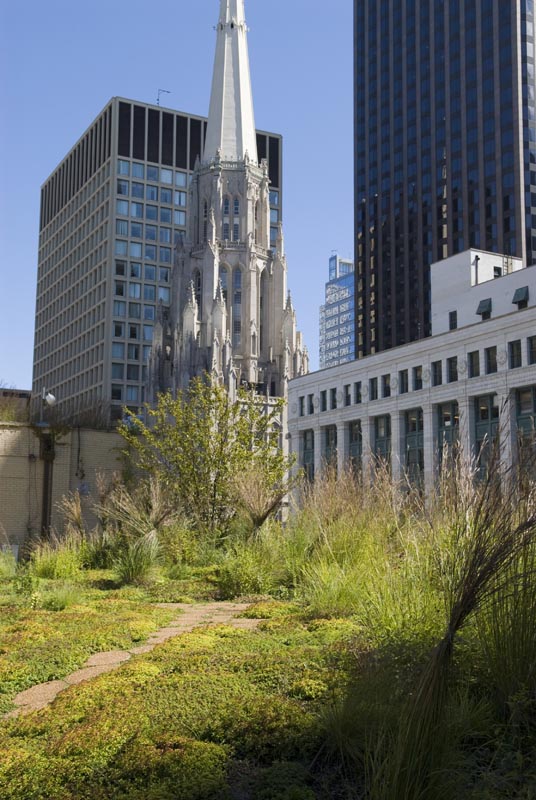 Rooftop prairie garden on top of Chicago's City Hall.