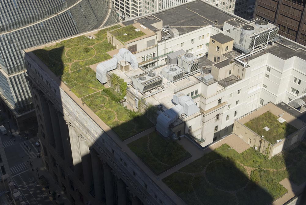 Rooftop prairie garden on top of Chicago's City Hall.  