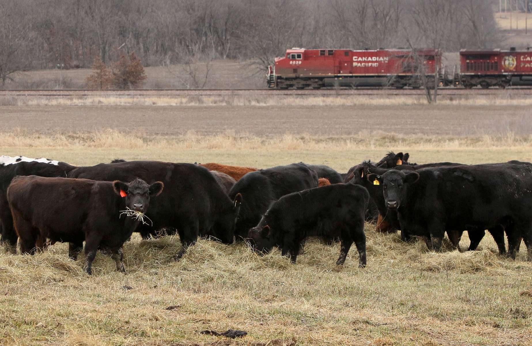 A Canadian Pacific train rolls by a barbed wire fence as it passes farmer Jerry Gibson's cows and calves eating their morning hay at his farm outside of Newtown, Mo., on Thursday, Dec. 6, 2012.  Missouri is one of 26 states that have laws saying railroads are liable for livestock struck by trains along unfenced tracks.  Gibson's lawyer sent a letter to Canadian Pacific demanding the railroad put up a fence after four of his cows were killed by trains in 2011. Months later the railroad installed about mile of fencing to protect the cows.Photo By David Carson, dcarson@post-dispatch.com