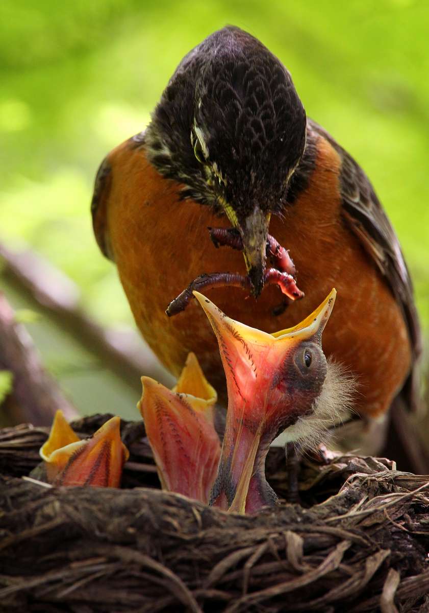 A Robin comes back to the nest to feed it's brood in the Compton Heights neighborhood of St. Louis. The babies hatched over the weekend and the parents have been busy feeding the three chicks.  