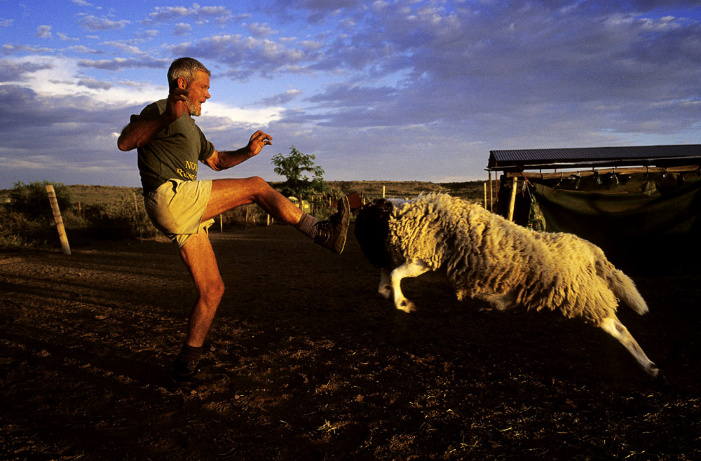 freddie west  a sheep farmer