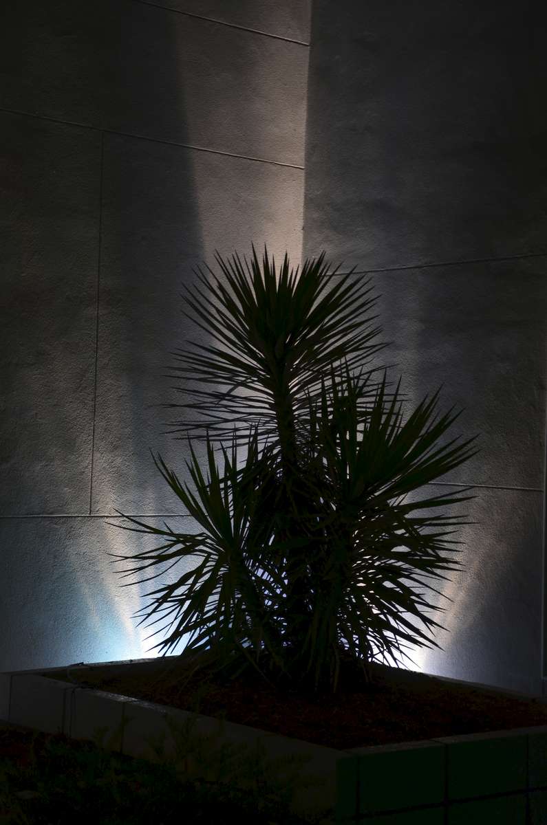 The innovative use of outdoor lighting is apparent throughout this design as it casts hauntingly beautiful shadows as specimen plants take on a life of their own after dark, such as this yucca. 