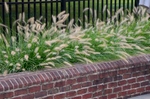 Ornamental grasses add seasonal drama and soften the lines of the raised brick beds within the pool surround.