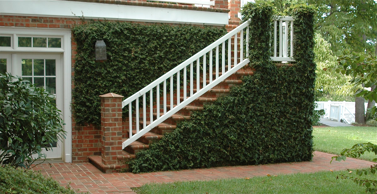 This stairway leads up and to the main floor of the home. The wall is covered in creeping fig adding an air of old-world charm to the sweeping staircase.