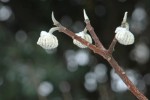 Edgeworthia in bloom, mid-winter