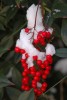 Nandina berries and snow