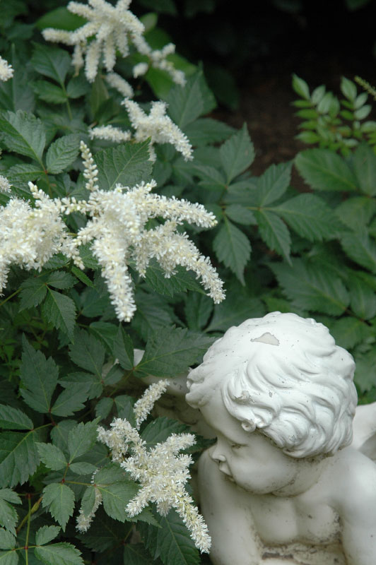 A bashful cherub overlooks white Astilbe as time seems to stand still in this peaceful garden overture.