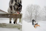 Boxboro, MA 12/21/08 - Selah Smart, cq, 16, of Boxboro, MA, struggles to plow a path to the barn that houses his two horses, Wallapooluza, (left, tongue out) an Appaloosa, and Sara Sioux, a Shetland Pony. {quote}Sara doesn't like the cold,{quote} said Smart, as he cracked the ice from her water bucket. {quote}But Wally loves it,{quote} he added. Areas west and north of 495, such as Boxboro, are being hit especially hard by the second severe winter storm in two days to hit the Boston metro area. Dina Rudick/Globe Staff.